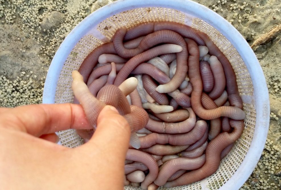 Hình dáng sá sùng giống con giun đất